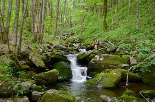 A serene forest scene featuring a small waterfall cascading over moss-covered rocks, surrounded by lush greenery.