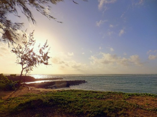 A serene coastal scene with a tree silhouetted against a sunset over the water, rocky shore, and gentle waves.