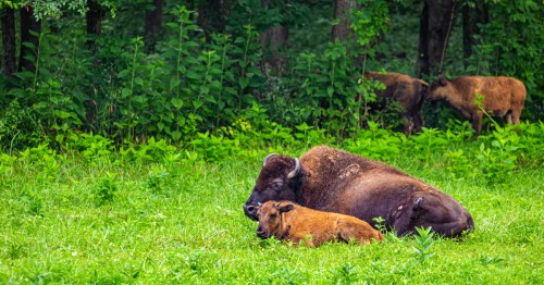 A bison and its calf resting on green grass, surrounded by lush foliage and trees in the background.