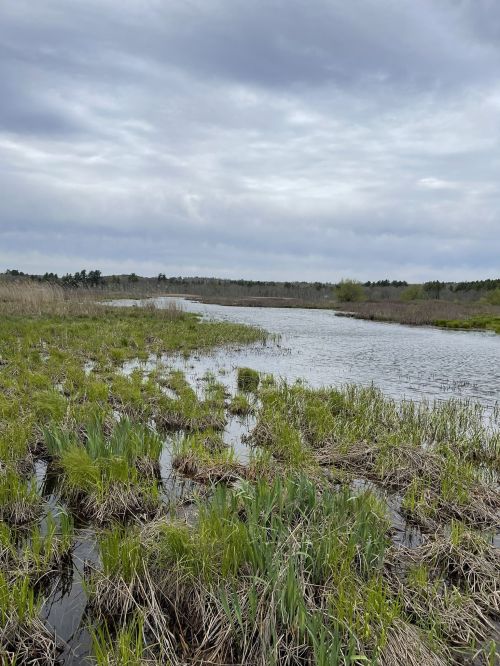 A serene wetland scene with tall grasses and a winding waterway under a cloudy sky.