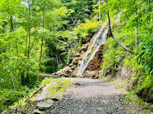 A serene forest path beside a small waterfall, surrounded by lush green trees and foliage.