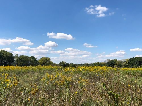 A sunny field filled with yellow wildflowers under a blue sky with fluffy white clouds. Trees line the horizon.