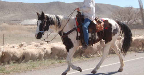 A person rides a horse alongside a flock of sheep on a rural road, with hills in the background.
