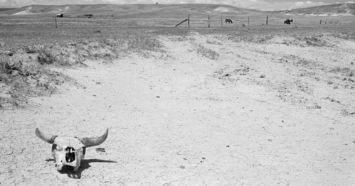 A dry, cracked landscape features a buffalo skull in the foreground, with distant hills and vehicles in the background.