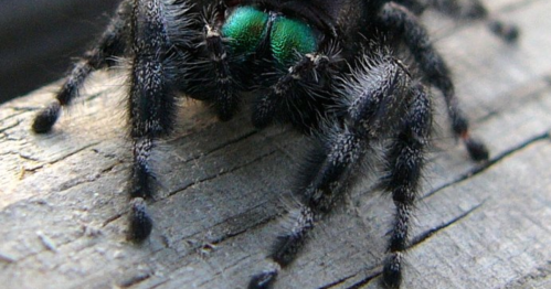 Close-up of a spider on wood, featuring distinct green eyes and textured black body.
