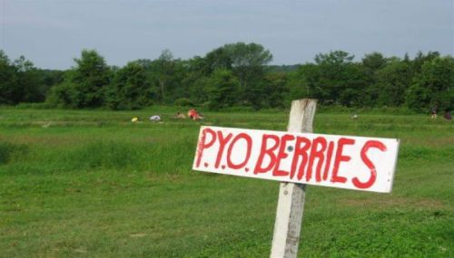 A wooden sign reading "P.Y.O. Berries" in a green field with people picking berries in the background.