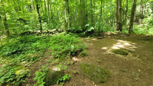 Lush green forest with trees, ferns, and moss-covered rocks, creating a serene natural landscape.