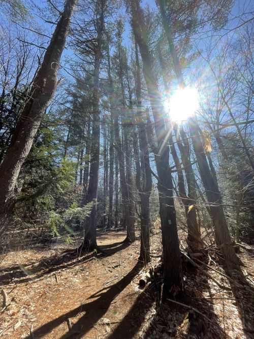 Sunlight filters through tall trees in a forest, casting long shadows on the ground in a serene natural setting.