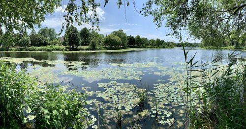 A serene lake surrounded by lush greenery and lily pads under a clear blue sky.