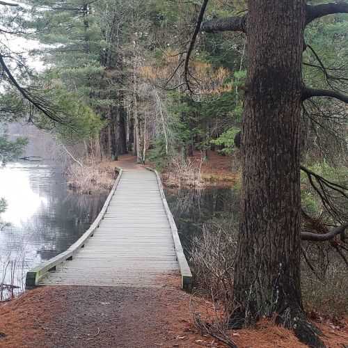 A wooden boardwalk leads through a serene forest by a calm lake, surrounded by trees and greenery.