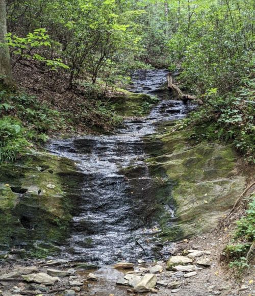 A serene forest scene featuring a gentle stream flowing over moss-covered rocks surrounded by lush greenery.