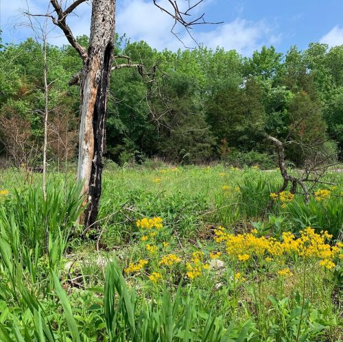A sunny landscape featuring a dead tree surrounded by vibrant green grass and clusters of yellow wildflowers.