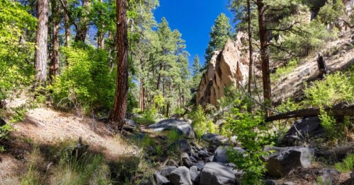 A serene forest scene with tall trees, rocky terrain, and bright blue skies peeking through the greenery.