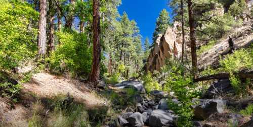 A serene forest scene with tall trees, rocky terrain, and a clear blue sky in a natural landscape.