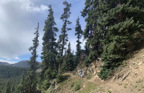 Hikers walking along a rocky trail surrounded by tall pine trees and mountains under a partly cloudy sky.
