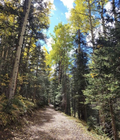 A winding dirt path through a forest with tall trees and vibrant autumn foliage under a blue sky.