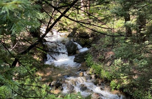 A serene forest scene featuring a small, flowing stream surrounded by lush greenery and trees.