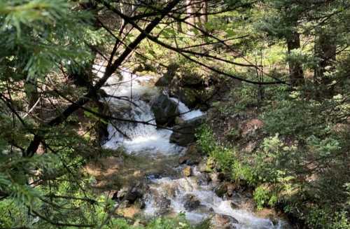 A serene forest scene featuring a small, flowing stream surrounded by lush greenery and trees.