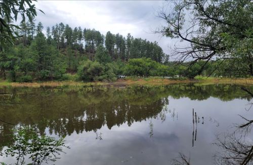 A serene landscape featuring a calm pond reflecting trees and a cloudy sky, surrounded by lush greenery.