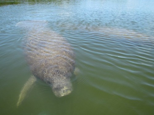 A manatee swims gracefully in calm, clear water, creating gentle ripples around it.