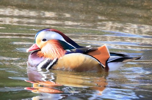 A colorful mandarin duck swimming on a calm water surface, reflecting its vibrant plumage.