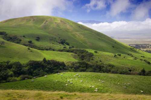 Lush green hills under a cloudy sky, with a herd of sheep grazing in the foreground.