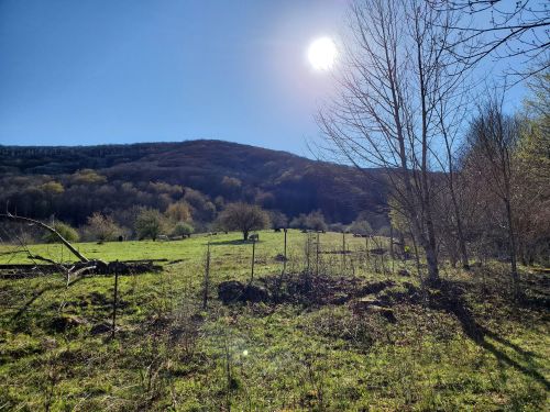 A sunny landscape with green fields, scattered trees, and a distant hill under a clear blue sky.