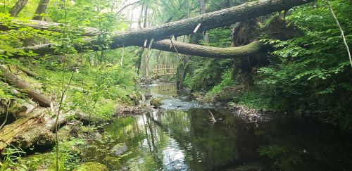 A serene forest scene with a fallen tree over a calm stream, surrounded by lush greenery and reflections in the water.