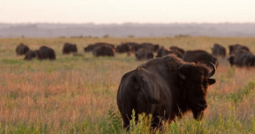 A herd of bison grazes in a grassy field during sunset, with a soft, warm light illuminating the scene.