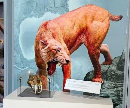 A large, orange prehistoric cat model stands beside a displayed skull in a museum exhibit.