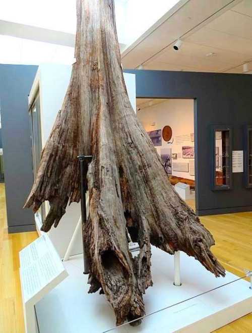 A large, weathered tree stump displayed in a museum, showcasing its intricate textures and natural details.