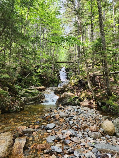 A serene forest scene featuring a waterfall cascading over rocks, surrounded by lush green trees and a rocky stream bed.