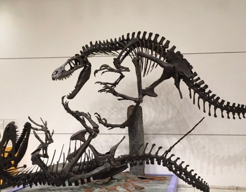A fossil display of a dinosaur skeleton, showcasing its intricate bones and structure in a museum setting.