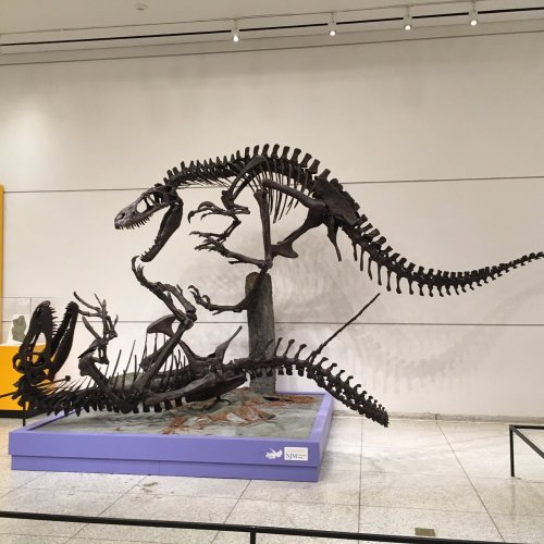 A large dinosaur skeleton displayed in a museum, showcasing its elongated body and sharp teeth.