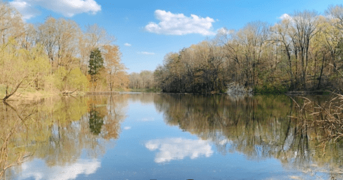 A serene lake surrounded by trees, reflecting a clear blue sky with fluffy clouds and hints of spring foliage.