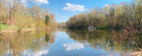 A serene lake surrounded by trees, reflecting blue skies and fluffy clouds on a calm day.