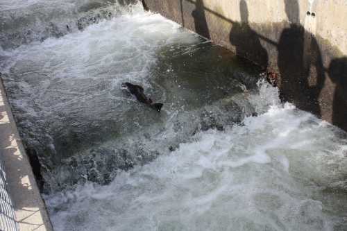 A fish swims upstream in turbulent water, with shadows of onlookers visible above.