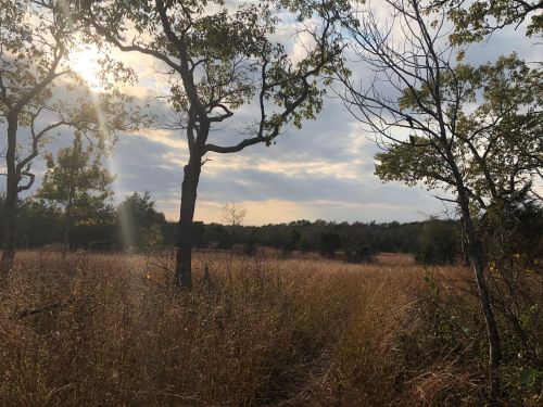 A serene landscape featuring tall grass, trees, and a cloudy sky with sunlight peeking through.