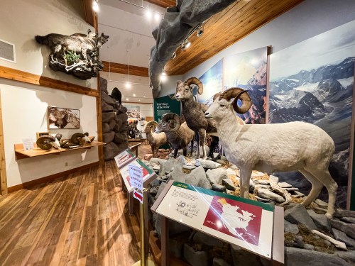 A museum display featuring mounted mountain goats and sheep in a naturalistic setting with informational signs.