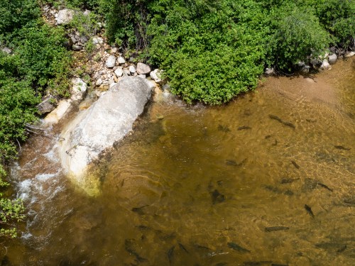 A clear stream with a large rock and visible fish swimming beneath the surface, surrounded by lush greenery.