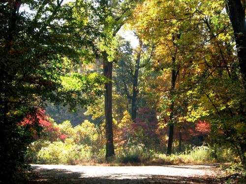 A sunlit forest path surrounded by vibrant autumn foliage in shades of green, yellow, and red.