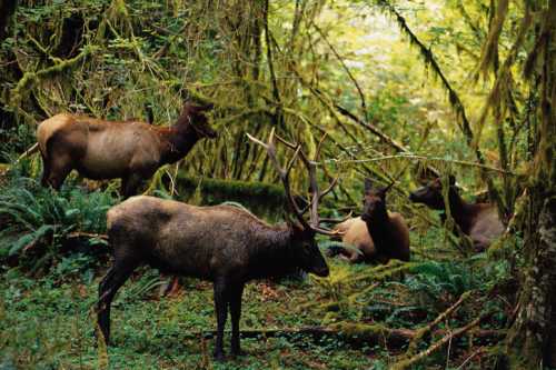 A group of elk stands among lush greenery in a dense forest, surrounded by ferns and moss-covered trees.