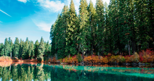 A serene lake surrounded by tall evergreen trees and colorful autumn foliage under a clear blue sky.