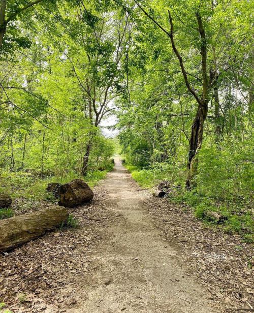 A serene forest path surrounded by lush green trees and foliage, leading into the distance.