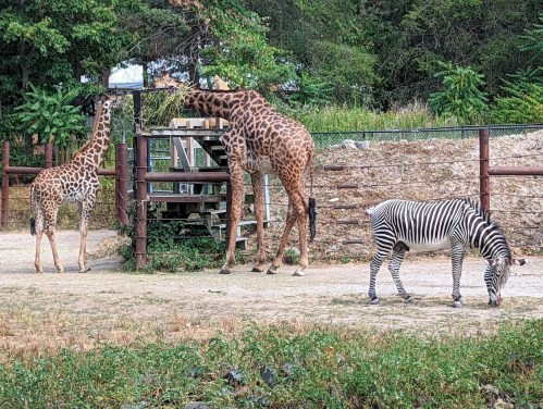 Two giraffes and a zebra in a grassy enclosure, with trees and a wooden fence in the background.
