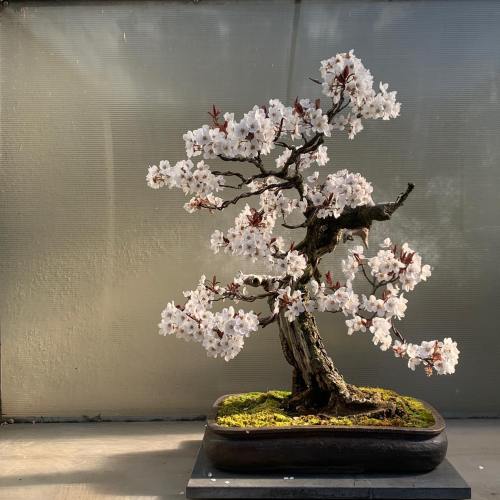 A bonsai tree with delicate pink blossoms and a textured trunk, displayed on a wooden base against a light background.