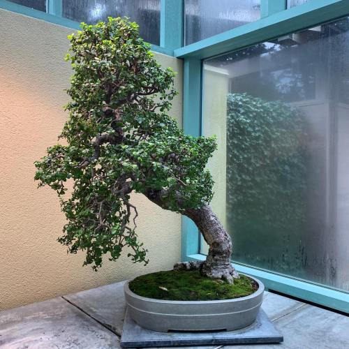 A lush bonsai tree in a round pot, displayed indoors near a large window with natural light.