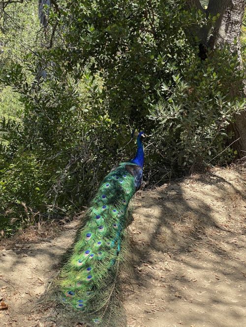A peacock with vibrant blue and green plumage stands on a dirt path surrounded by greenery.
