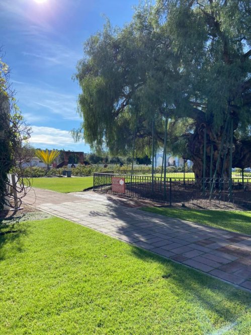 A sunny park scene featuring green grass, a large tree, and a pathway leading to a fenced area.