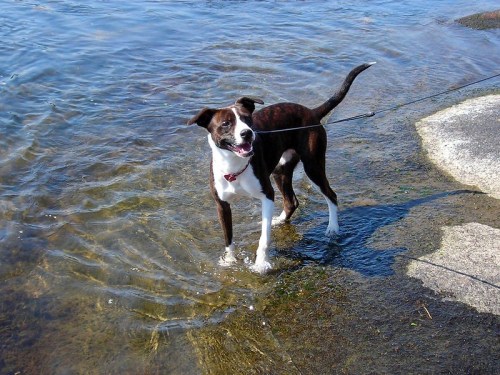 A playful dog wades in shallow water, enjoying a sunny day by the shore.
